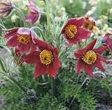 Red Bells Pasque Flower 4 Plants - Pulsatilla - Hardy!