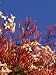 Jasmine Flowers and Buds Blooming in Spring at Sunset Photographic Poster Print by Jason Edwards, 30x40