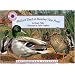 Mallard Duck Meadow View Pond (Smithsonians Backyard) (Smithsonian's Backyard)