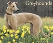 Just Greyhounds 2010 Calendar Just Greyhounds 2010 Calendar