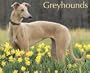 Just Greyhounds