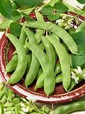 Scarlet Runner Pole Bean Seeds - Phaseolus Vulgaris - 25 Grams - Approx 25 Gardening Seeds - Vegetable Garden Seed