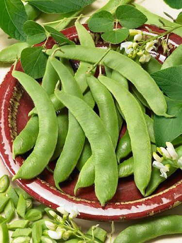 Scarlet Runner Pole Bean Seeds - Phaseolus Vulgaris - 25 Grams - Approx 25 Gardening Seeds - Vegetable Garden Seed
