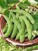 Scarlet Runner Pole Bean Seeds - Phaseolus Vulgaris - 25 Grams - Approx 25 Gardening Seeds - Vegetable Garden Seed