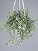 Close-Up of a Creeping Fig Plant (Ficus Pumila Sunny) Photographic Poster Print by G. Cigolini, 30x40