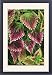 Framed Prints of ColeusNettie - (under glass) in beautiful Victorian greenhouses from Ardea Wildlife Pets