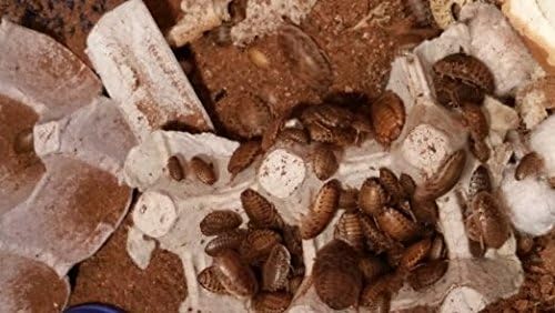 Dubia Roaches 25++ Small 1/4 Inch.