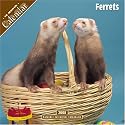 Ferrets 2008 Wall Calendar