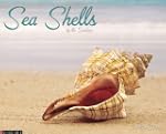 Sea Shells Calendar 2013