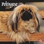 Pekingese 2010 Square Wall (Multilingual Edition)
