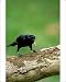 Photographic Prints of New Caledonian Crow - Using tool to dislodge worms from Ardea Wildlife Pets