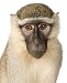 Vervet Monkey - Chlorocebus Pygerythrus - 36"H x 29"W - Peel and Stick Wall Decal by Wallmonkeys