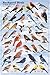 Backyard Birds Poster, 24x36
