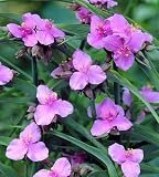 Perinne's Pink Spiderwort - Tradescantia - True Pink!