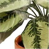 Review i-koncepts Ltd  / 33cm Dieffenbachia Plant - Artificial Plant