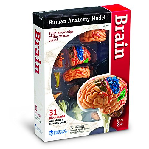 LEARNING RESOURCES MODEL BRAIN ANATOMY (Set of 6)