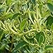 Littlepiano 60Pcs Japanese Honeysuckle Vine Lonicera Japonica Seeds