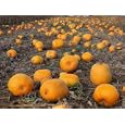 Field of Ripe Pumpkins (Cucurbita Maxima) USA Cuisine Photographic Poster Print by Reinhard, 16x12