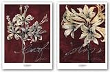 Cabernet Blossoms Set by Liz Jardine 11x14 Art Print Poster