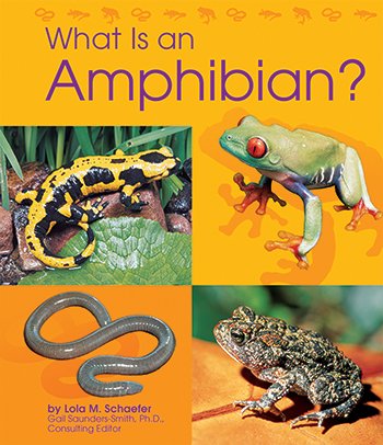 What Is an Amphibian? (The Animal Kingdom)
