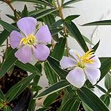 ノボタン：ヒマラヤンオパール4号鉢植え 2個セット[ブータンのぼたん・野牡丹]