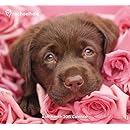 Rachael Hale Dogs Wall Calendar (2015)