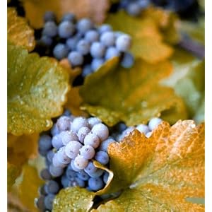 Concord Grape Vine Nice