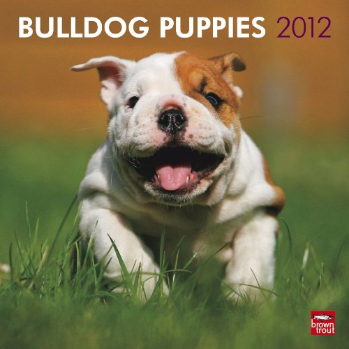 Bulldog Puppies 2012 Square 12X12 Wall Calendar