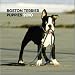 terrier21 - Boston Terrier Puppies 2010 Mini Wall Calendar