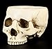 Skeleton Skull Medium Kitchen Bowl Figurine