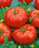 51vDZiwAgeL. SL160  Beefmaster Hybrid Tomato Seeds   Lycopersicon Esculentum   0.1 Grams   Approx 40 Gardening Seeds   Vegetable Garden Seed