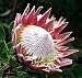 Search : King Protea 8 Seeds/Seed - Protea cynaroides