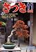 さつき研究 2008年 11月号 [雑誌]