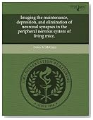 Imaging the maintenance, depression, and elimination of neuronal synapses in the peripheral nervous system of living mice.