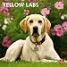Yellow Labrador Retrievers 2012 Wall Calendar 12" X 12"