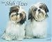 shih tzu - Just Shih Tzus 2008 Wall Calendar