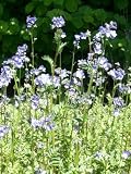Eigenschaften Dachstauden  / Polemonium yezoense Purple Rain Strain - Himmelsleiter