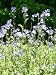 Polemonium yezoense Purple Rain Strain - Himmelsleiter