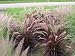 50 PURPLE FOUNTAIN GRASS Ornamental Pennisetum Seeds