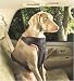 Solvit Pet Vehicle Safety Harness, XLarge