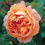 バラ苗 レディエマハミルトン 裸大苗 オレンジ系 イングリッシュローズ