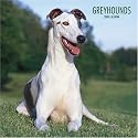 Greyhounds 2008 Square Wall