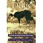 Dogs: A Startling New Understanding of Canine Orig&hellip by Raymond Coppinger