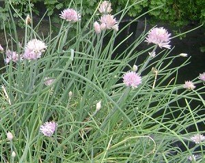 Chives Live Herb Plant Chives Live Herb Plant