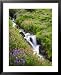 Elk Cove Creek Flowing Through Meadow of Wildflowers, Mt. Hood Wilderness, Oregon, US...