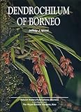Dendrochilum of Borneo