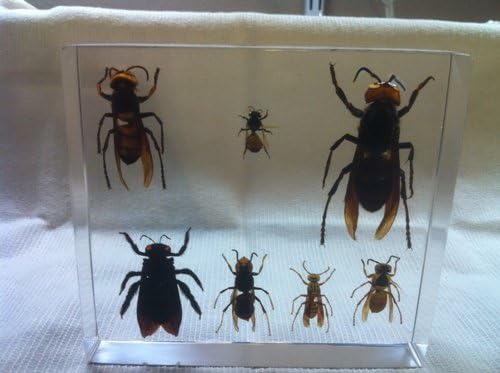 Wasp and Bees - 7 Insects in Acrylic