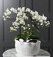 Autograph&trade; Orchid in 