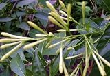 Live Plant Night Blooming Jasmine Intensely Fragrant Heirloom Favorite