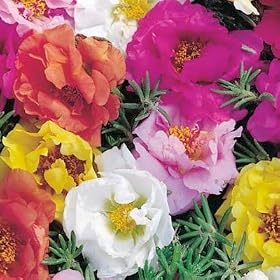 Double Mix Portulaca - 200+ Seeds